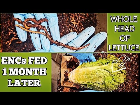 Neglected European Nightcrawlers For 1 Whole Month | ENCs Grow Larger In Size | Adult Euros Worm Bin