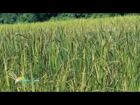 Служниця