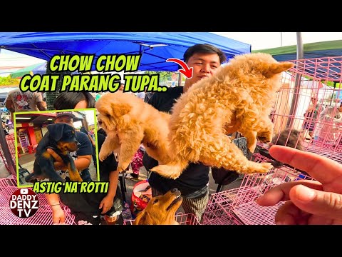 KAKAIBA ITO MALA TUPA PAG LAKI.. / PT.3  @GROTTO PETS & LIVESTOCK MARKET