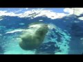 Underwater With Polar Bears At Detroit Zoo