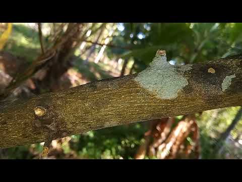 The wonder of nature is Sri Lanka@danushkawork