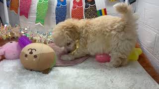 ハーフ犬の動画01