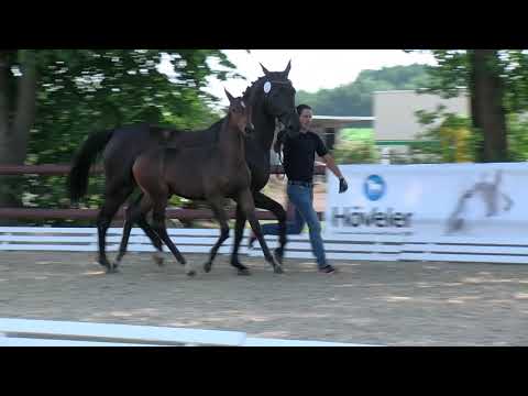 Baßfeld, Chacfly-Crazy Classic-Don Juan