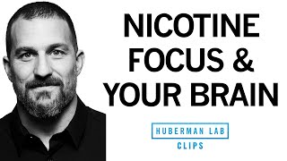 How Nicotine Impacts Your Brain &amp; Enhances Focus | Dr. Andrew Huberman