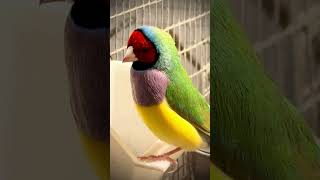 Download lagu Burung pipit gouldian berkepala merah jantan bernyanyi #burung #burung #suaraburung mp3 Download lagu Burung pipit gouldian berkepala merah jantan bernyanyi #burung #burung #suaraburung mp3