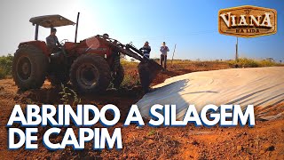 ABRINDO A SILAGEM DE CAPIM ELEFANTE PARAÍSO. SERÁ QUE DEU CERTO?
