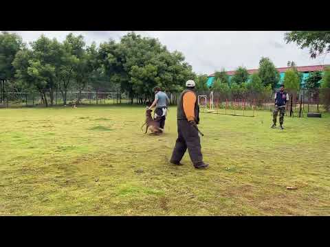 Mantravadi Chandra Shekar and Belgian Malinois, Advanced Obedience and Protection for PSA