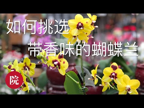 白色有香味的花