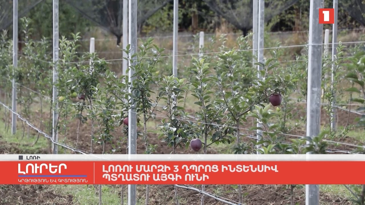 Լոռու մարզի երեք դպրոց ինտենսիվ պտղատու այգի ունի