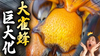 オオスズメバチをマクロ撮影してみた！【昆虫観察】