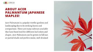 Acer Palmatum: Enhancing Your Garden with These Colorful Japanese Maple Trees