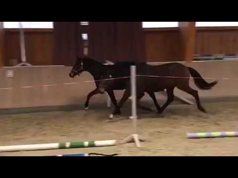 2-jäh. Hengst v. High Motion