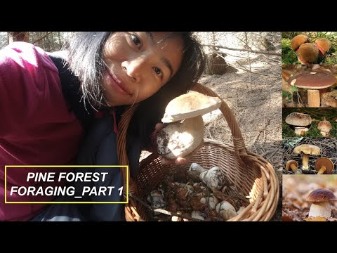 Foraging in Pine Forest Part 1| Porcini, Peppery Bolete, Blusher, Bay Bolete, Scarletina etc EN Sub
