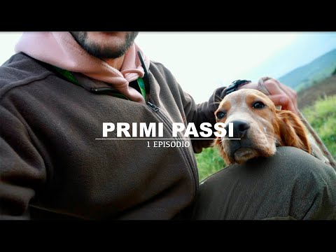 , title : 'PRIMI PASSI: Come addestrare un cane da ferma partendo da zero | Episodio 1 | Setter Inglese'
