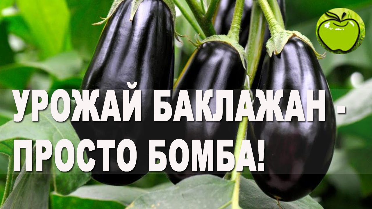 Баклажаны завалили урожаем, не стыдно показать. Щедрый урожай баклажан собираем
