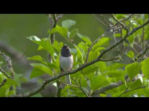 Beautiful Junco Bird Singing 🐦 1 Hour 🌲 Relaxing Nature Sounds - Birder King Clips(4K HDR)