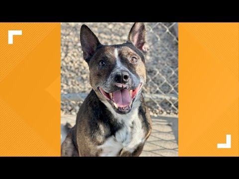 Pets of the Week: 9-27-2025 - YouTube