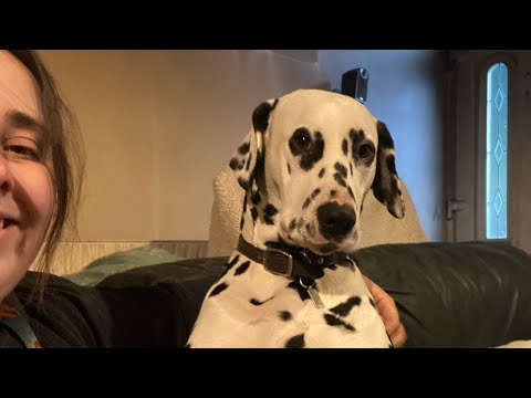 Is a Dalmatian the right dog for you?