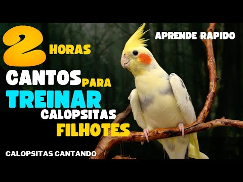 Calopsita cantando 2 horas de canto de calopsita Para Treinar Filhote assobio de calopsitas cantando