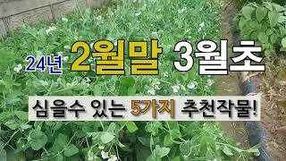 2월말 3월 초에 노지 텃밭에  심을 수 있는 5가지 추천 작물입니다. #주말농장 #텃밭 가꾸기 #필레오 T…