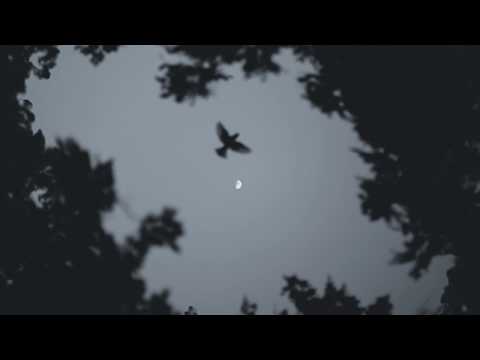 Francisco Castro: Surrounded By Trees (Alberto Blanco Remix)