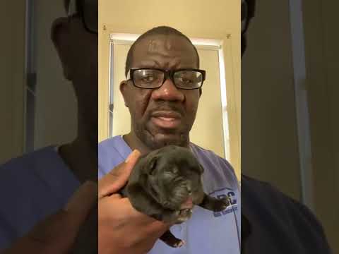Pick your Dual Registered Cane Corso puppy then call Mizan K9 Kennel,LLC at 8702094766