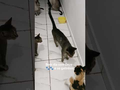 #cat #catlover #cats #family #purposefulcoffee #healthybreakfast