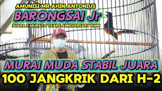 Download lagu RAWATAN MURAI MUDA STABIL JUARA | MURAI BARONGSAI Jr JUARA 2 DI 4 YEARS ANNIVERSARY KMM mp3