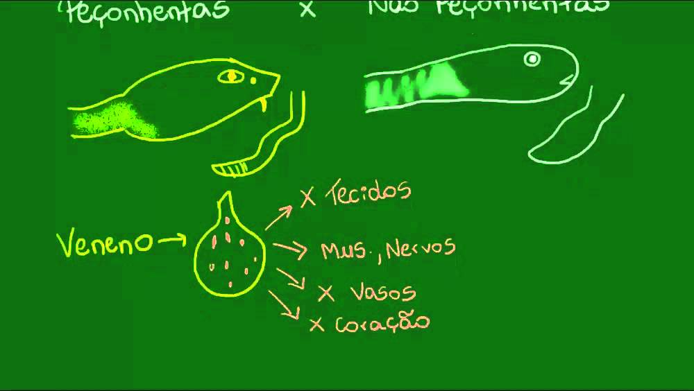 Serpentes peçonhentas - Vertebrados - Biologia