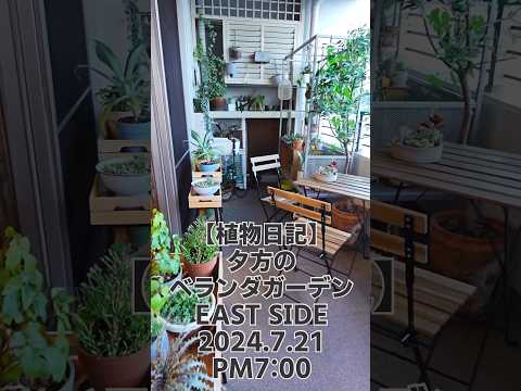 南向きのベランダに植える植物はどれ？太陽を愛する必須の6種  庭園