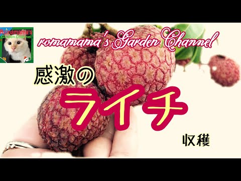 園芸 果樹の摘み取り