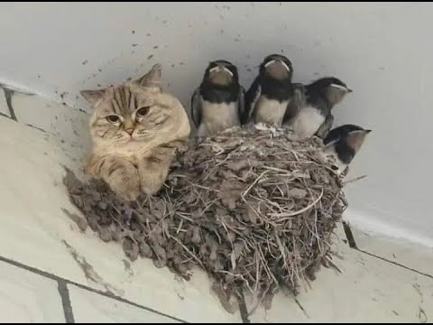 😺 Коты прилетели!🐈 Видео смешных котов и котят для хорошего настроения! 😻