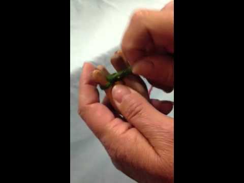 Using your double lucet