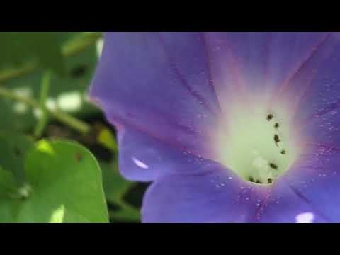 Drosophila Elegans in a Morning Glory