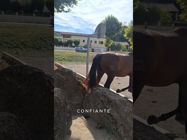Guindilla Soto Gil, proche de l&rsquo;homme.