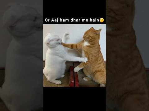 Ye mera bhai he..😜 #funny #funnycats