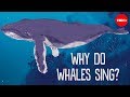 Why Do Whales Sing Stephanie Sardelis
