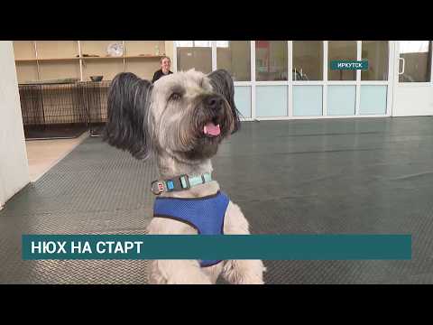 Нюх на старт. Соревнования по ноузворку впервые пройдут в Иркутске