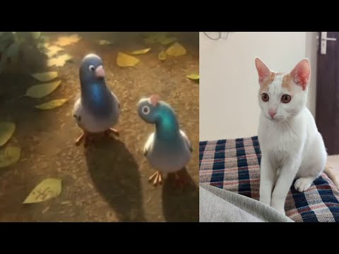 Smartest Cat learns tricks from pigeons | Quick Learner #skills #cat #kitten #bolt #learn