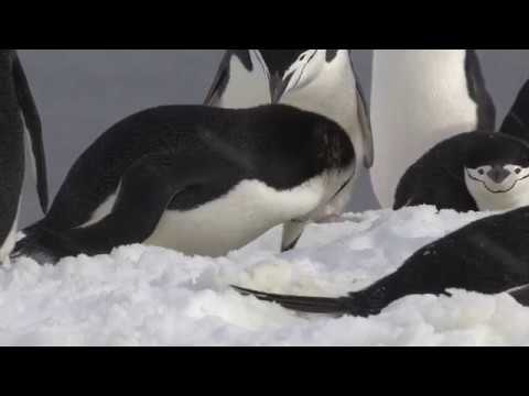 Tučniak uzdičkový (Pygoscelis antarcticus) — stavba hniezda na Južných Shetlandoch