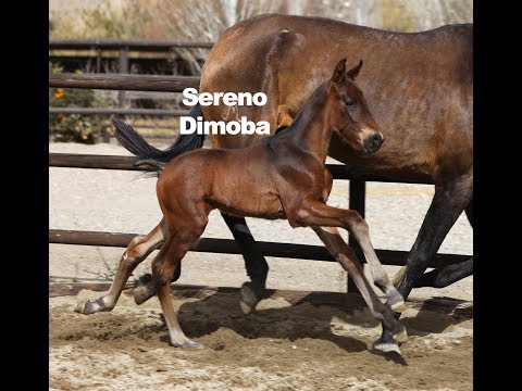 Potro Pura Raza Española Castaño