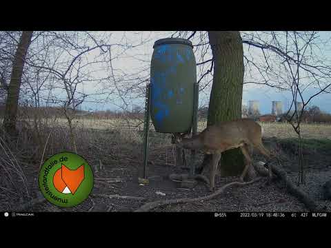 muensterlandfalle Rehschutzkorb