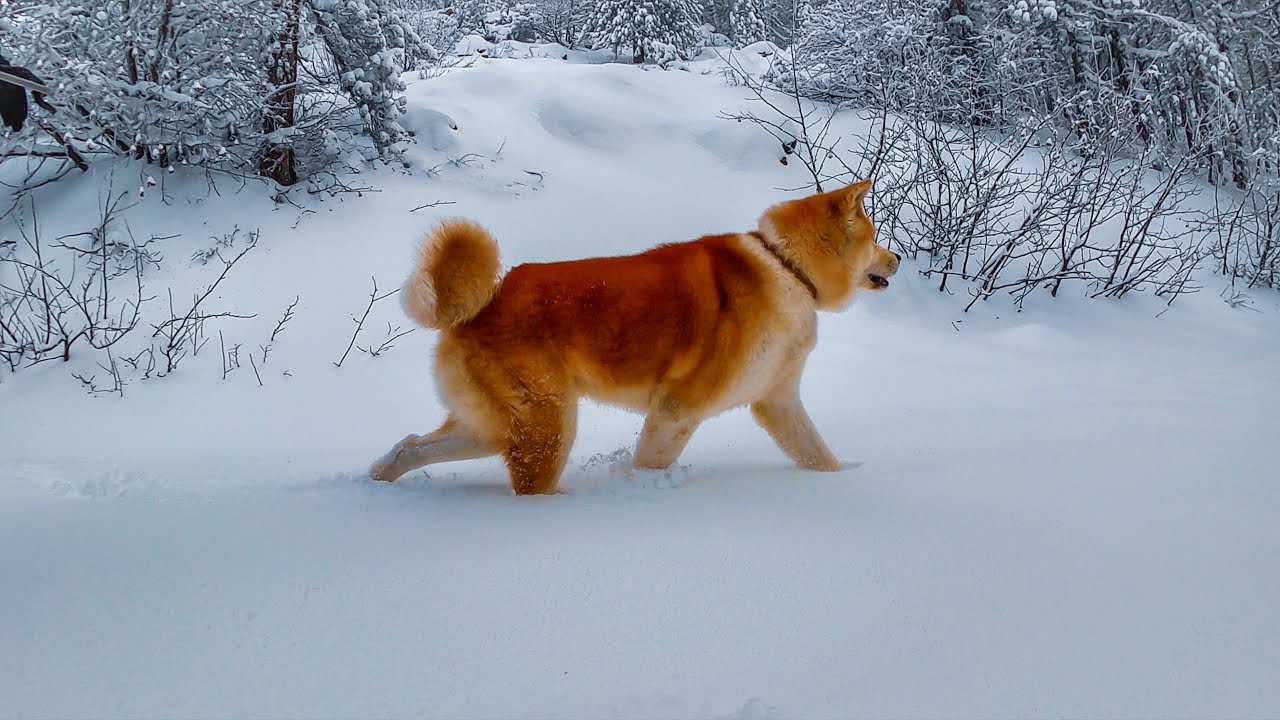 Into The Snow Covered Woods - Akita Inu Snow Escapade. Episode 2