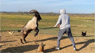 Download lagu Zabit Grapples An Angry Goat 🐐 🔥 mp3 Download lagu Zabit Grapples An Angry Goat 🐐 🔥 mp3