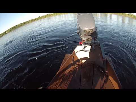 Lohi 14kg 113cm Tornionjoki honkasuvanto 20.6.2015 lohi haaviin