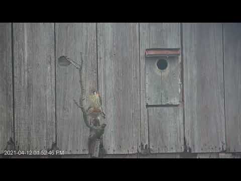 Male Arrives with Prey For Female, Perch Together | April 12, 2021 | Wisconsin Kestrel Cam