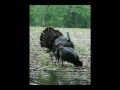 Slideshow Frame By Frame Ontario Turkey Head Shot