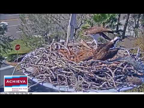 Achieva Osprey Cam ~ Shadow of Intruder, Misplaced Aggression to Diane, Feb 16, 2018