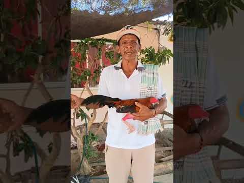 gallería la unión de bosconia César los invita este 28 de diciembre