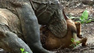 Komodo Dragons Team up to Eat Octopus and Goat